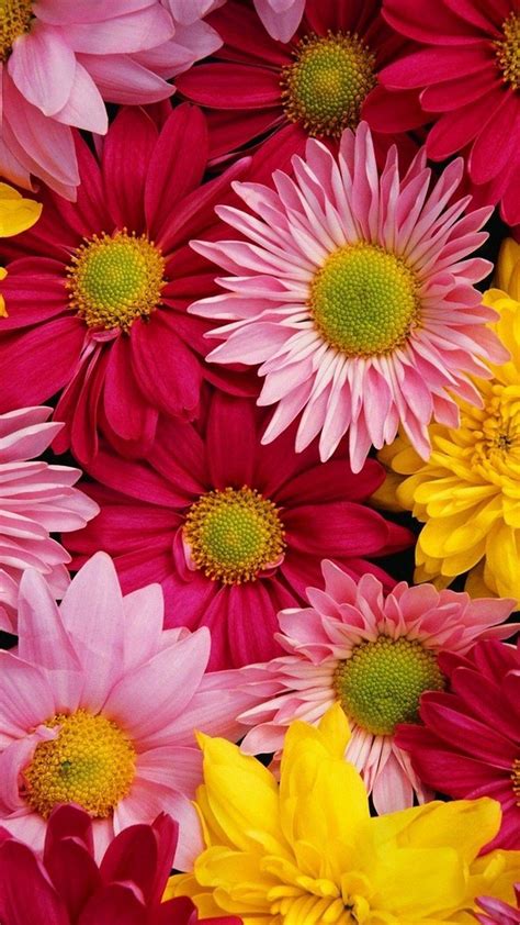 beautiful flowers images photos|cute flower pictures images.